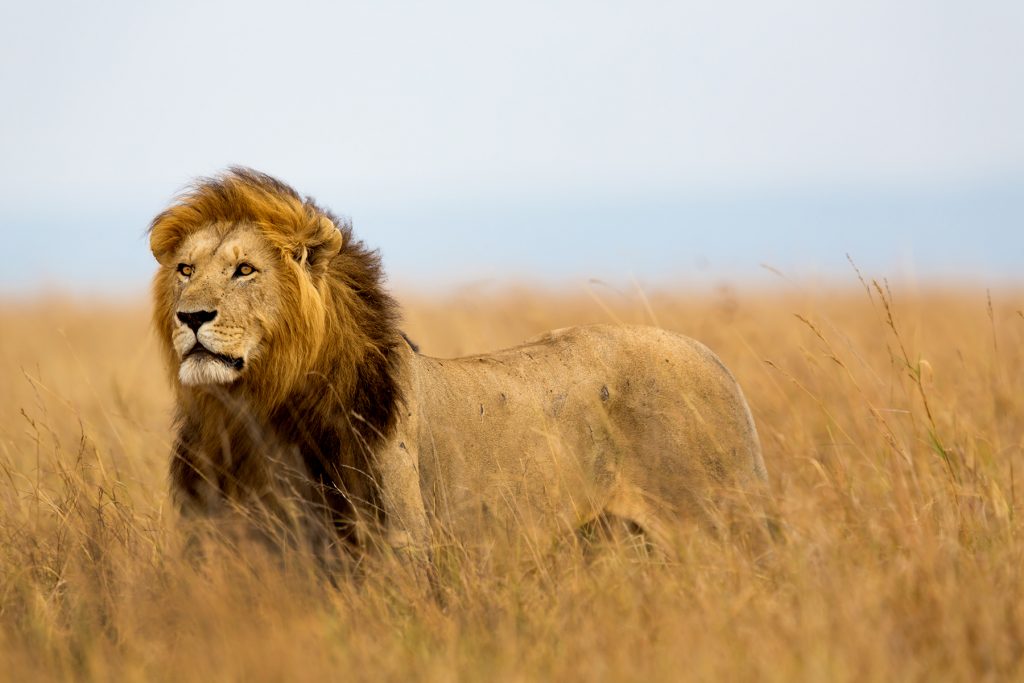 20 Day Luxury Thrilling Safari