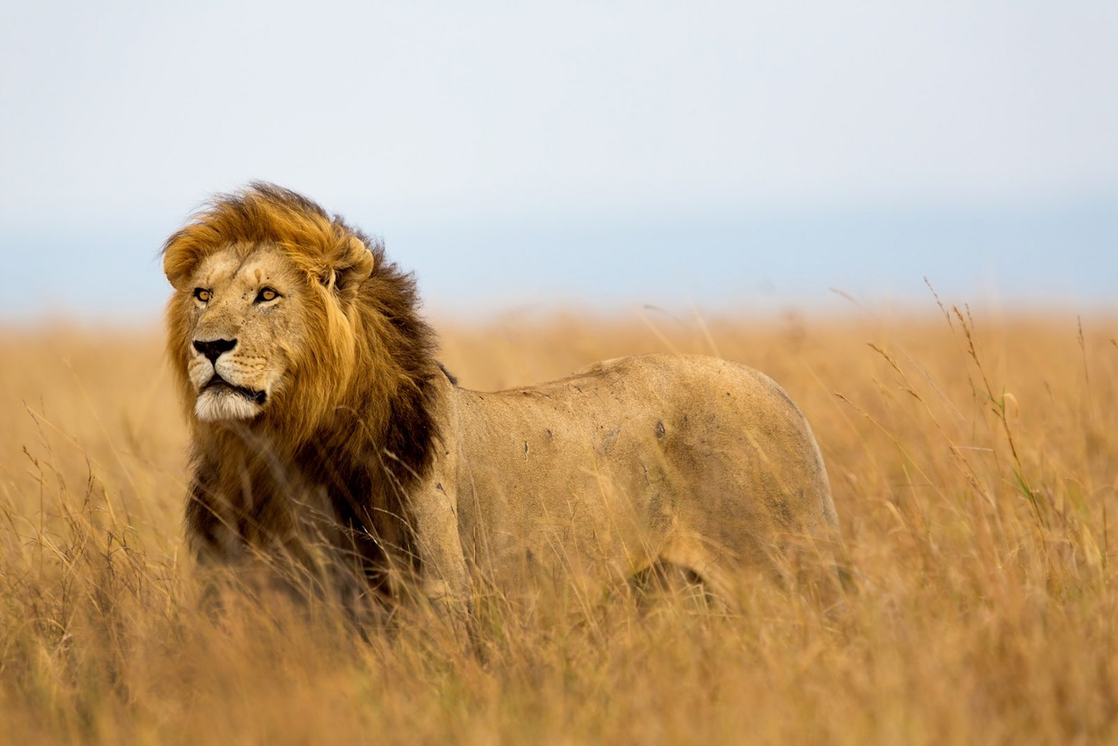 20 Day Luxury Thrilling Safari