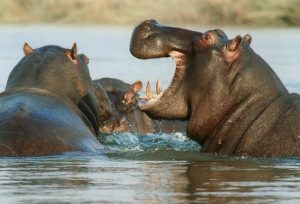 Hippos Destinations Trips Africa Big Kubwa Five Safaris travels