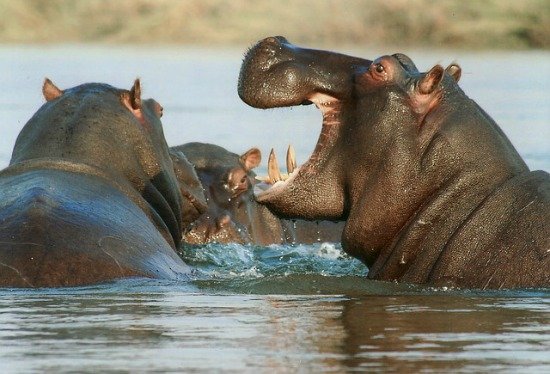 Major Animals In Lake Naivasha National Park