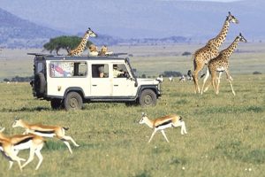 Africa Safaris Tour Big Five Travel Holiday Adventure Wildlife Nature Honeymoon tour company Vacation trip tourism nature Kubwa