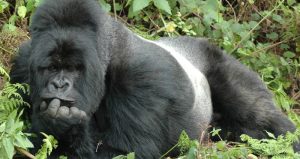 Safaris Wildlife Tours anniversary Gorilla trekking