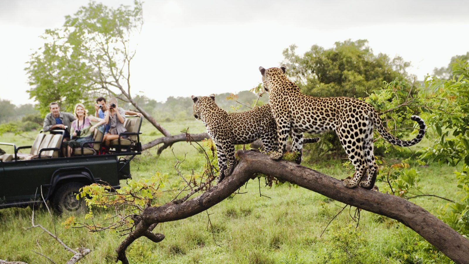 12-Day Mid-Range Thrilling Safari In Kenya And Tanzania