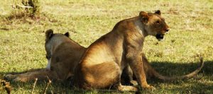 TOP 10 BEST REASONS TO VISIT SERENGETI
