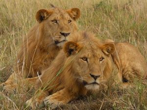 Big Five Safaris