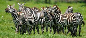 zebra Africa Safaris Tours Travels Adventure Wildlife Honeymoon