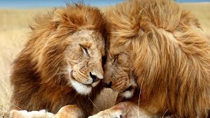 Why Kubwa/Big Five Safaris