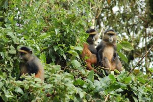 golden monkeys Adventure Wildlife Nature Honeymoon company