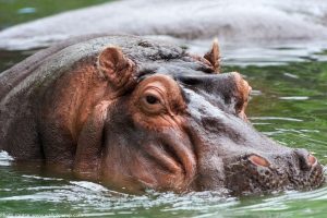 Hippos Destinations Trips Africa Big Kubwa Five Safaris travels