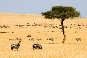 Maasai Mara’s Epic Balloon Adventure
