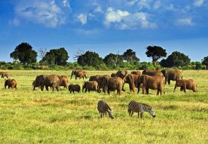 Top 10 Best Attractions In Kenya