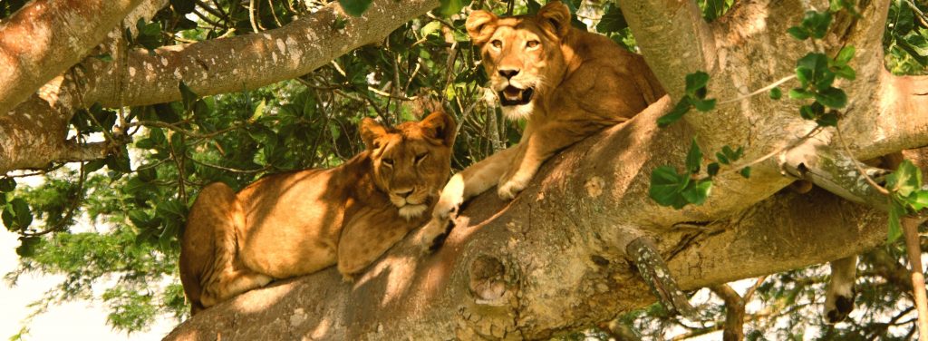 Africa Safaris Tour Big Five Travel Holiday Adventure Wildlife Nature Honeymoon tour company Vacation trip tourism nature Kubwa