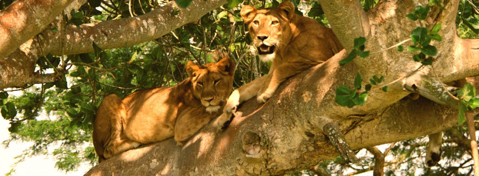 7 Days Uganda Wildlife Gorilla Trekking Luxury Adventure