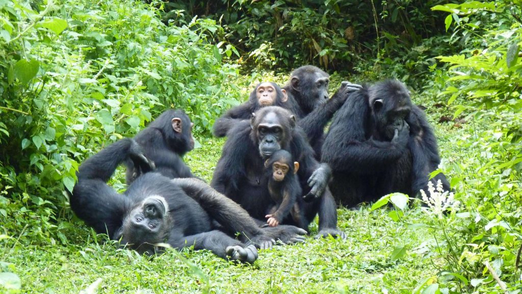 8 Day Gorilla Trekking Budget Safari
