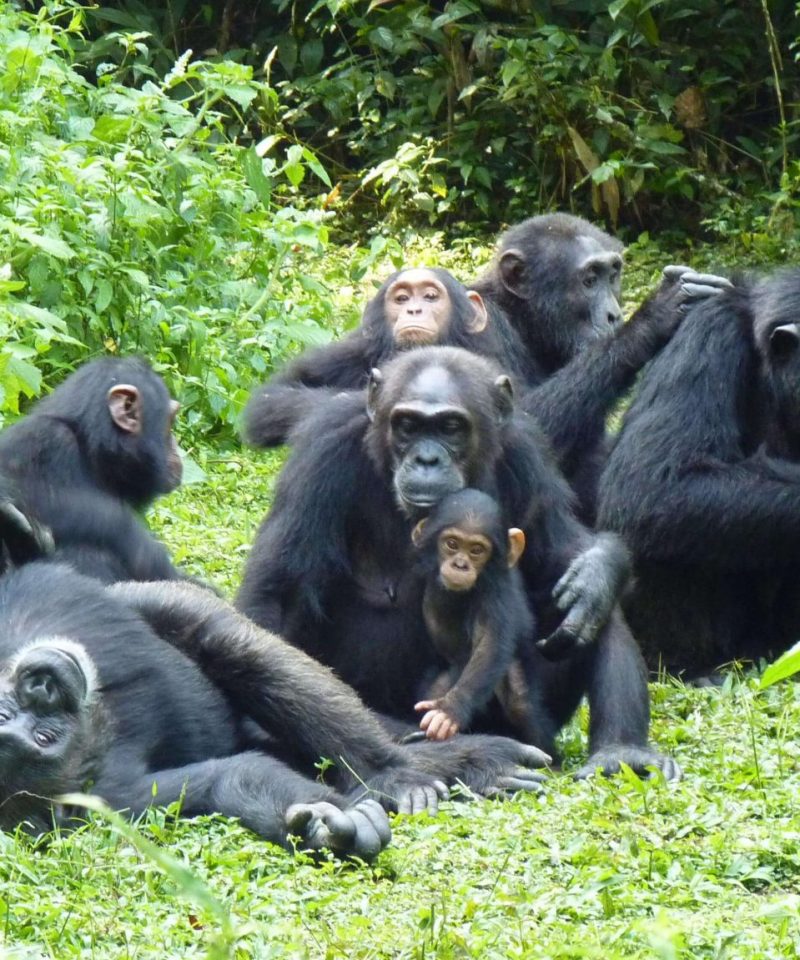 Rwanda Safari Tours And Holidays - Kubwa Five Safaris