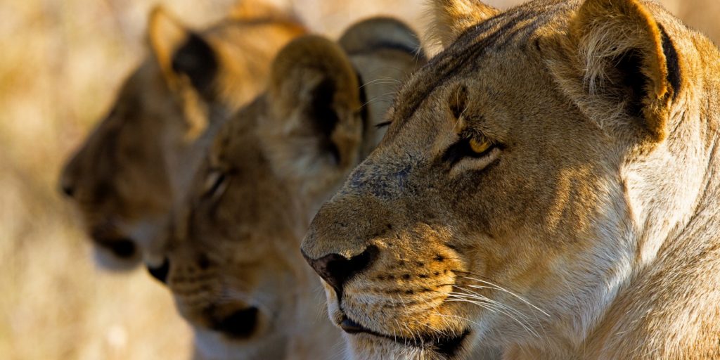 4 Day Luxury Thrilling Safari In Kruger NP