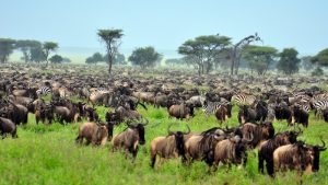 The best time to see wildebeest migration in africa