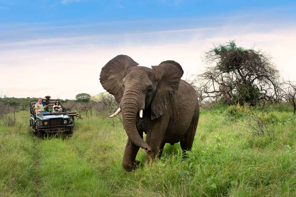 Africa Safaris Tour Big Five Travel Holiday Adventure Wildlife Nature Honeymoon tour company Vacation trip tourism nature Kubwa