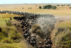 The Best Time To See Wildebeest Migration