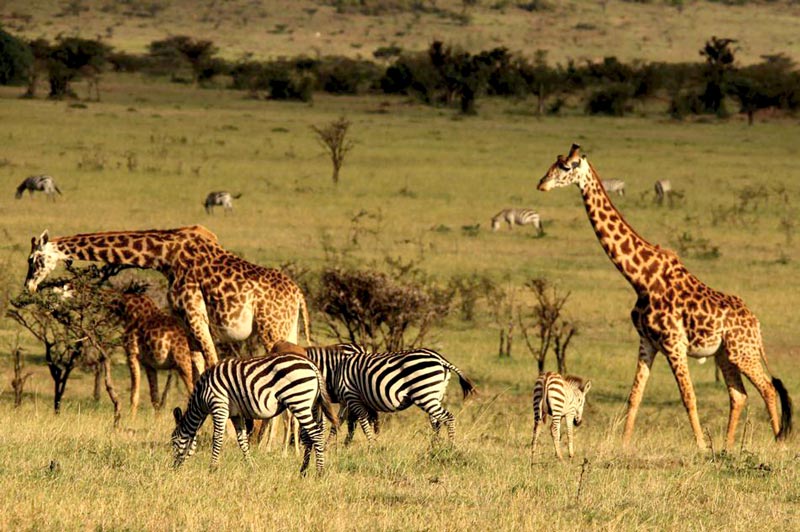 Lifetime Exhilarating Game Drives Tours - Kubwa Five Safaris