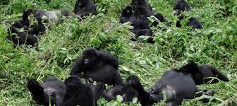 tourism nature Kubwa Travels Visit Vacation Gorilla trekking
