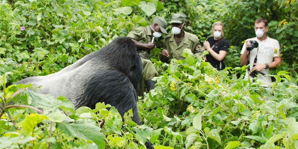 3-Day Luxury Gorilla Trekking In Mgahinga NP