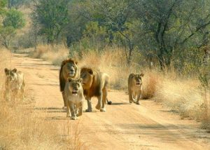 10 Top Reasons Why You Should Visit Akagera National Park