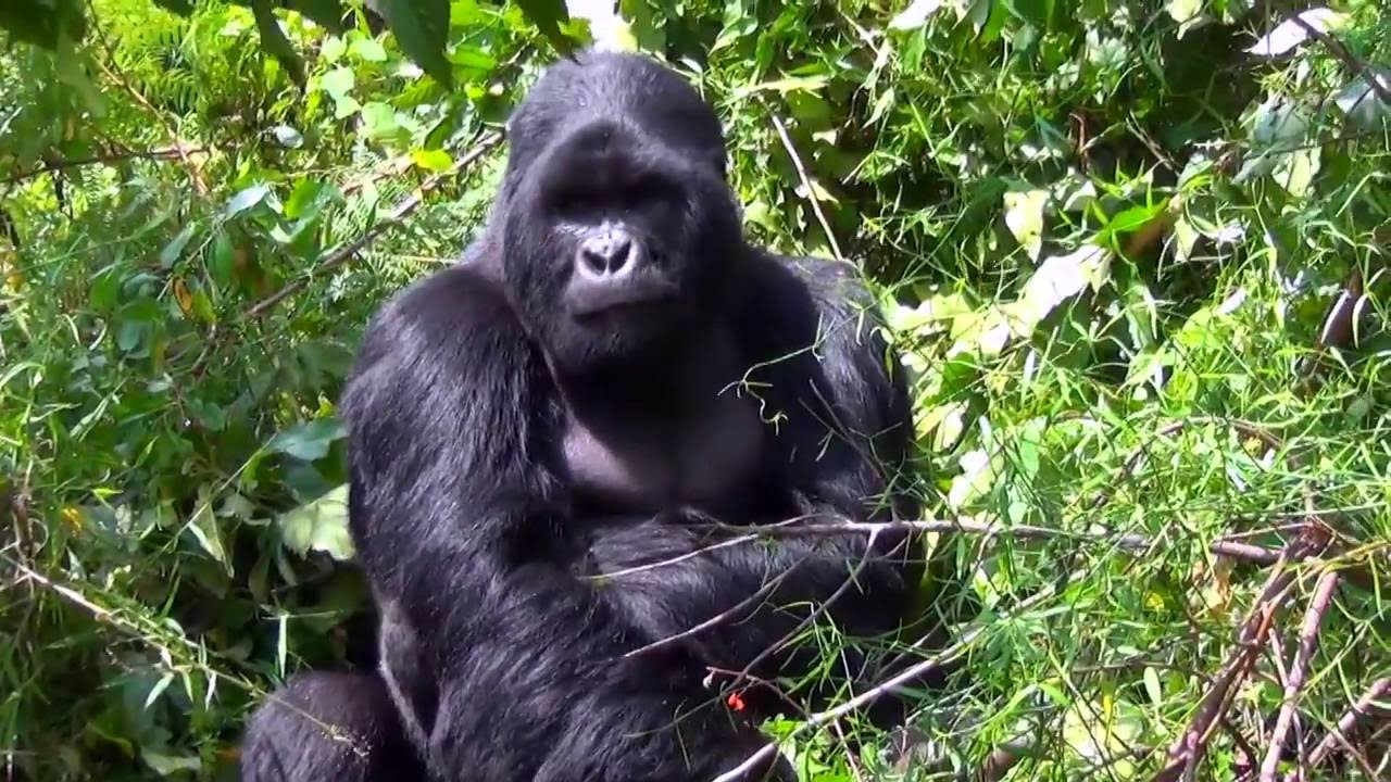 when to go and where in East Africa Gorilla