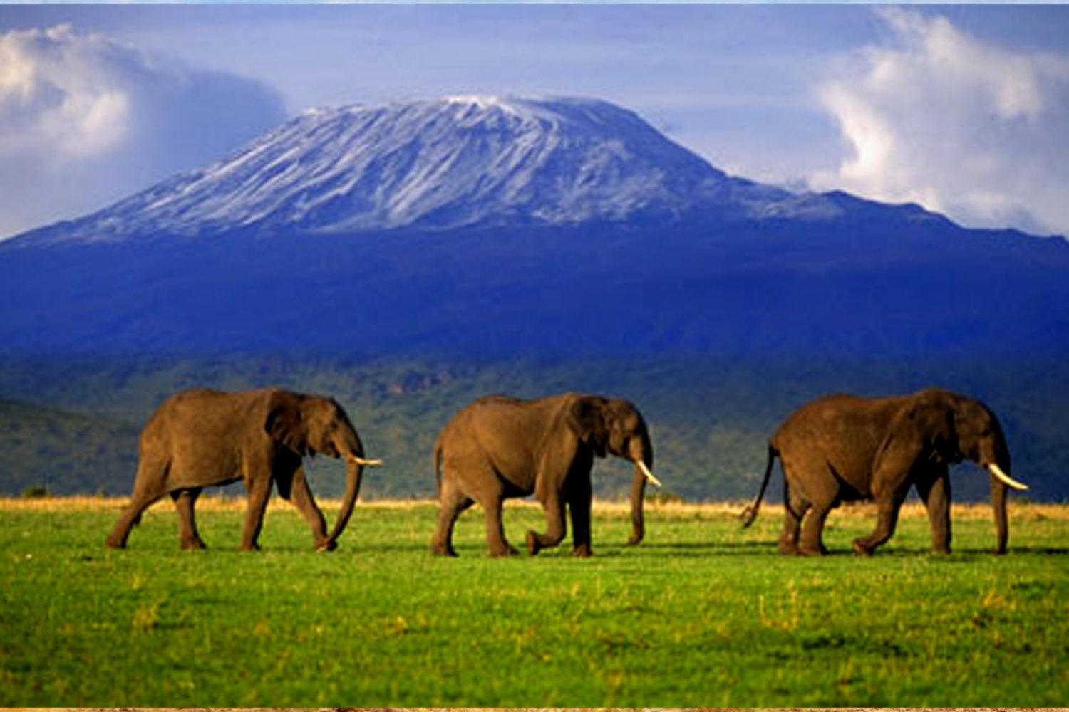 5 Days Pentagon Amboseli National Park and Maasai Mara National Reserve Safari in Kenya