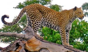 leopard tourism adventure Kubwa Travels Visit Vacation