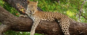 leopard How to become a travel agent from home