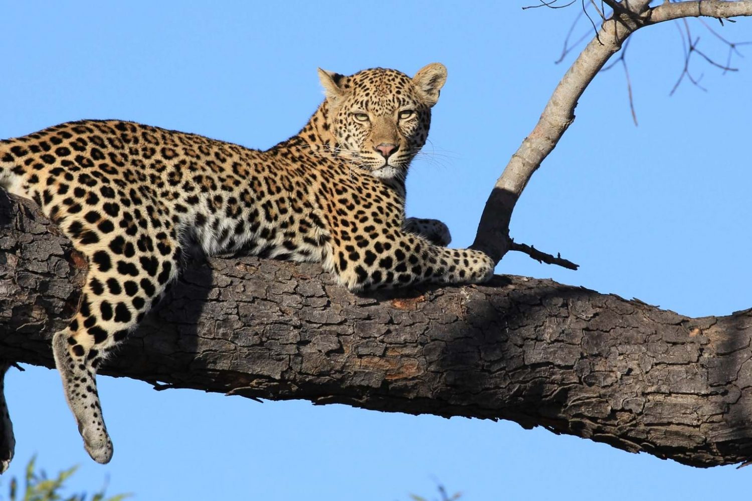 Become Our Travel Agent Leopard Adventure Wildlife