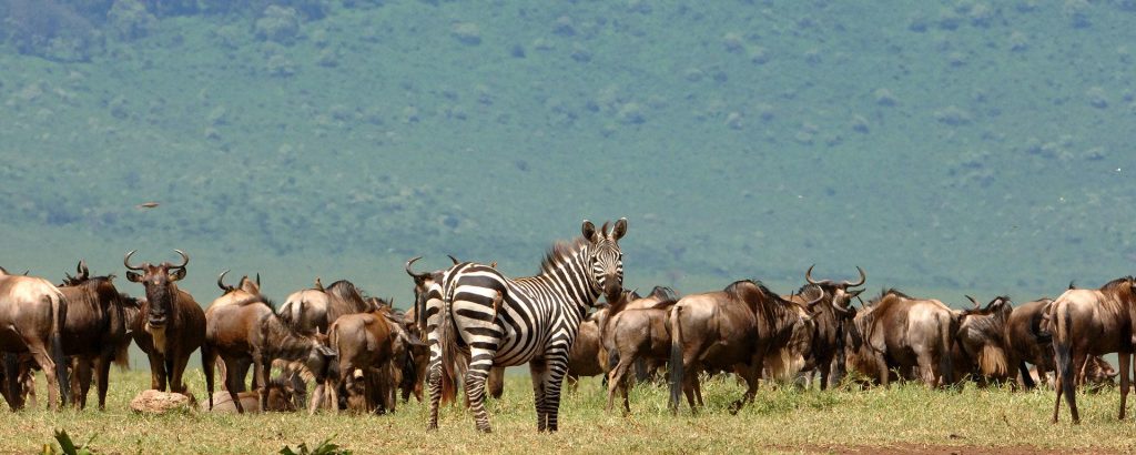 Triangle Garden Of Eden And Great Migration Safari In Serengeti National Park