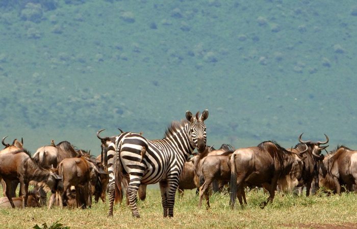 Triangle Garden Of Eden And Great Migration Safari In Serengeti National Park