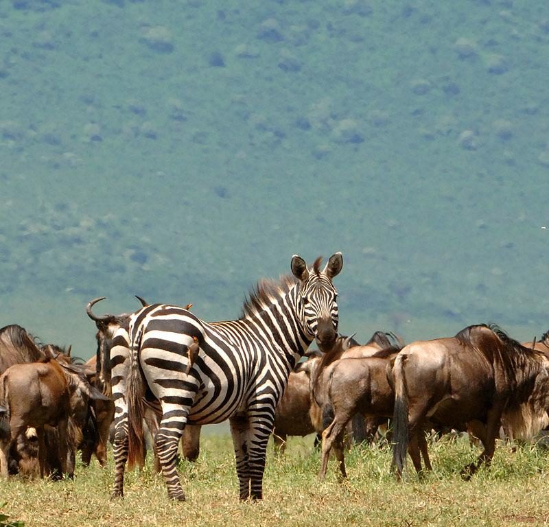 Serengeti's Thrilling Balloon Adventure