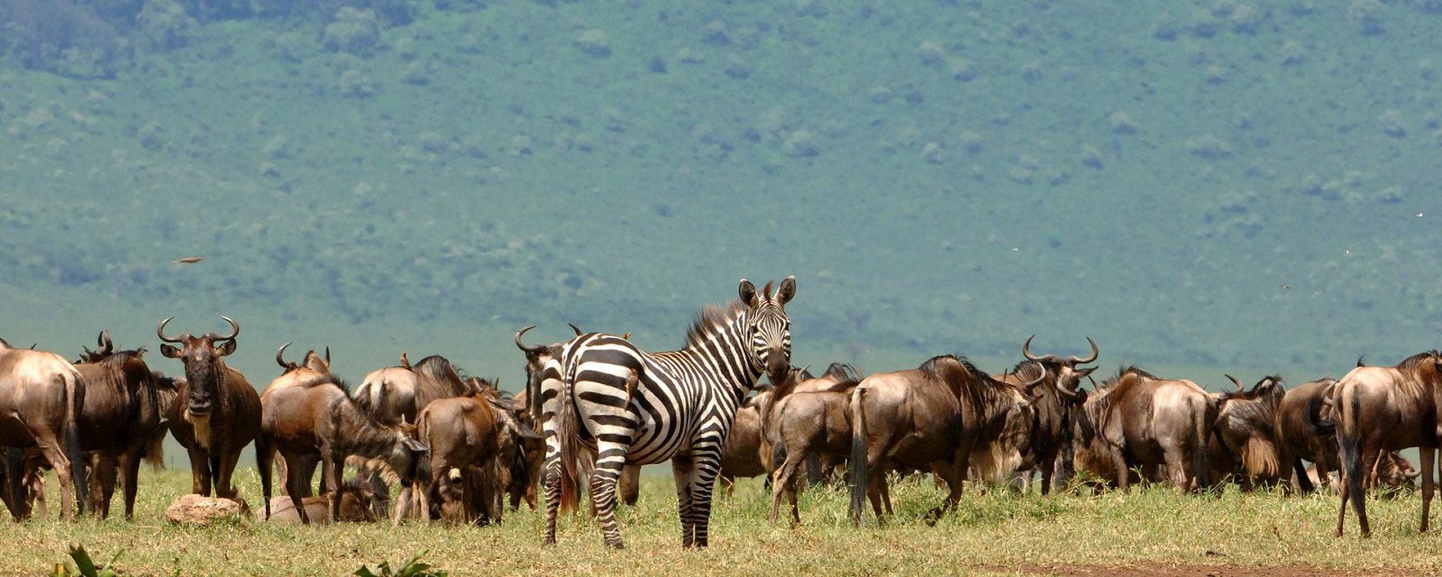 Triangle Garden Of Eden And Great Migration Safari In Serengeti National Park - Kubwa Five Safaris