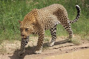 Leopard Africa Safaris Tour Big Five Travel Holiday Adventure Wildlife Nature Honeymoon tour company Vacation trip tourism nature Kubwa