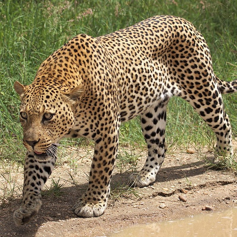 Leopard Africa Safaris Tour Big Five Travel Holiday Adventure Wildlife Nature Honeymoon tour company Vacation trip tourism nature Kubwa