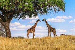 Major Animals In Kidepo Valley National Park