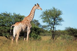 Rothschild giraffe murchison falls