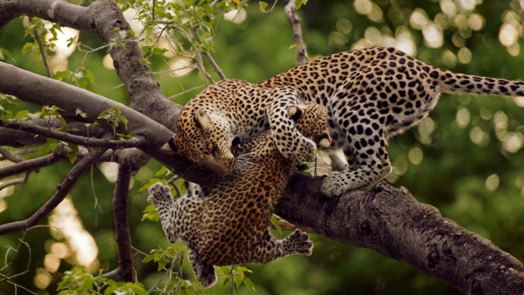 20 Days Mid-Range Stunning Tour