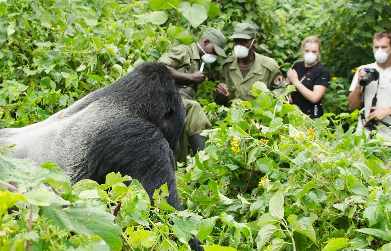 Triangle Gorilla Trekking Safari In Bwindi National Park - Kubwa Five Safaris