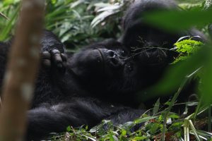 4 Days Safari of Gorilla Trekking In Bwindi