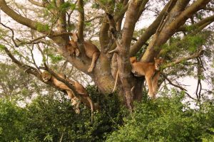 Top 5 Best Places To See Tree Climbing Lions