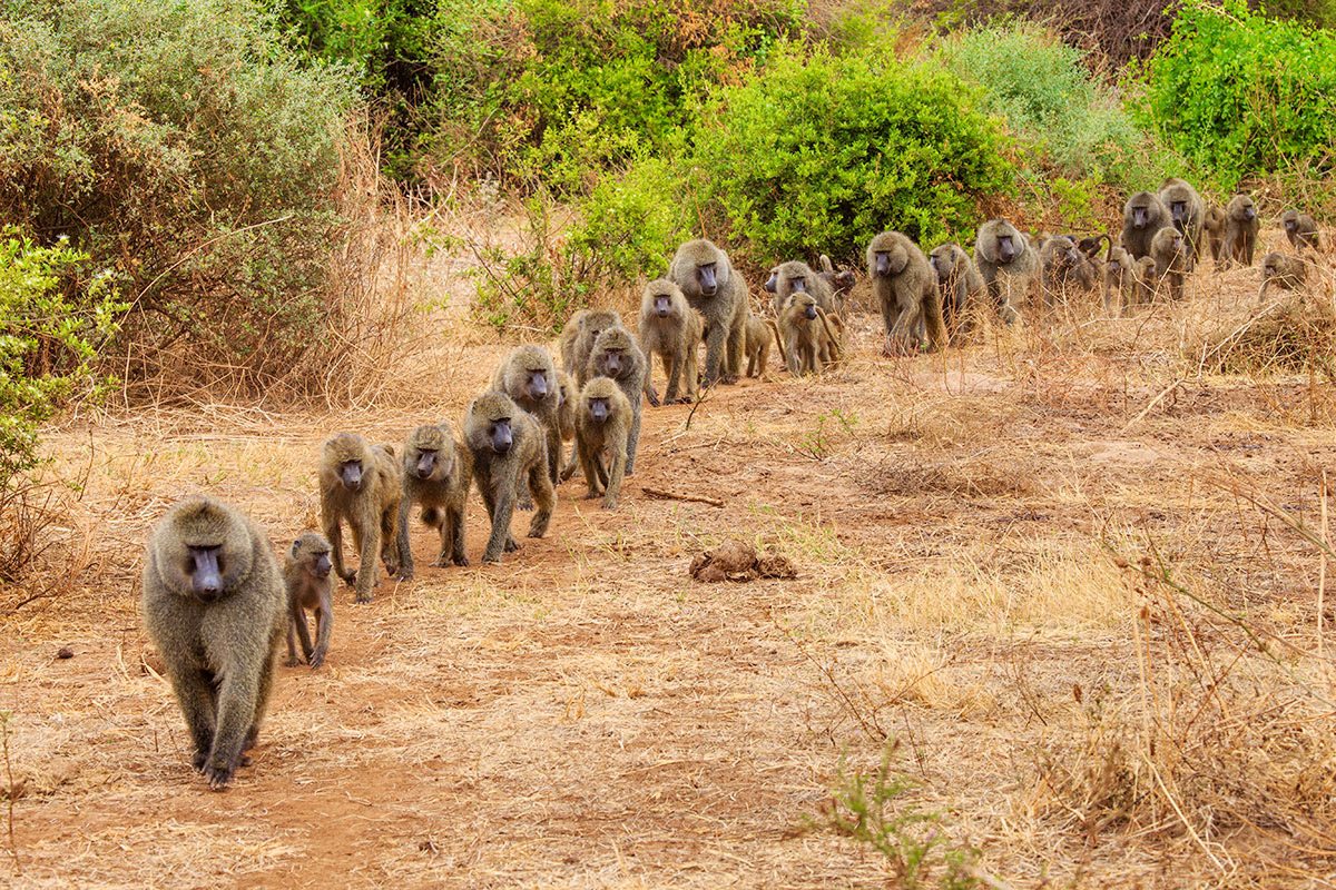 Kubwa tourism nature Travels Visit Vacation monkeys