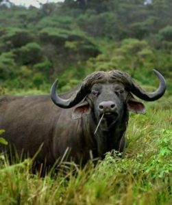 Top 4 Best Rwanda National Parks