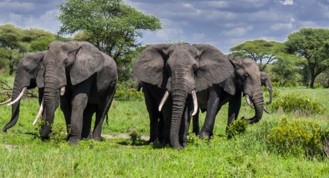 Top 10 Best Places To See Elephants In Africa