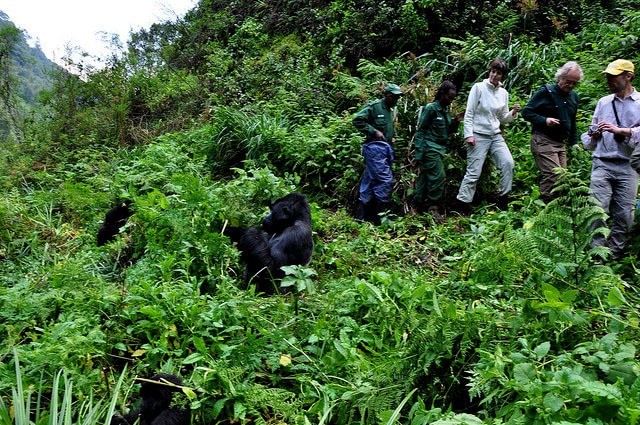 4 Days Uganda Gorilla trekking tour