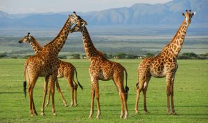 kidepo valley national park Africa Safaris Tour Big Five Travel Holiday Adventure Wildlife Nature Honeymoon tour company Vacation trip tourism nature Kubwa