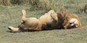 South Africa Safari Tours And Holidays